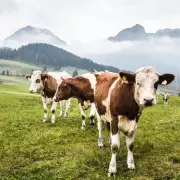 Tragic End for Hiker, 85: Trampled by Rampaging Bison in US National Park
