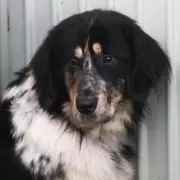 Tragic Surge in Larger Dog Breeds Being Euthanised as Cost of Living Crisis Bites