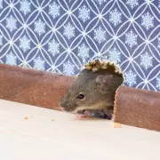 UK Braces for 'Bumper' Rodent Season: Experts Warn of Record Rat Infestations