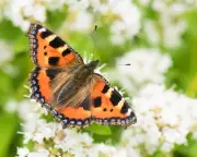 UK Butterfly Count 2025: Species Bounce Back from Lows But Remain at Average Levels