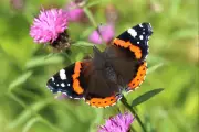 UK Butterfly Numbers Plummet to Record Low in Alarming Wildlife Census