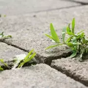 UK Gardeners Alert: The One Autumn Job You Must NOT Skip to Avoid Costly Spring Regrets