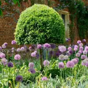 UK Gardeners Alert: This Tiny Insect Could Decimate Your Plants - Here's How To Stop It