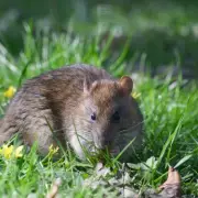 UK Gardeners Beware: This Common September Mistake Could Destroy Your Lawn
