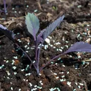 UK Gardeners Urged to Check Sheds and Greenhouses Immediately for Dangerous Pests | Expert Warning