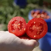 UK Gardeners Warned: Critical Tomato Planting Mistake to Avoid This Spring
