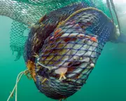 UK's Marine 'Sanctuaries' Ravaged by Bottom Trawling: The Shocking Truth Behind Conservation Zone Betrayal