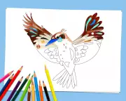 Unleash Your Inner Artist: Pete Cromer's Australian Bird Colouring Sheets Take Flight | The Guardian