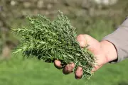 Unlock the Power of Thyme: The Humble Herb That Fights Inflammation and Supercharges Immunity