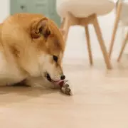 Urgent Heatwave Warning for UK Dog Owners: The 7 Deadly Dangers to Avoid on Walks