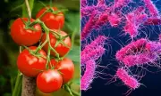 Urgent UK Food Safety Alert: Salmonella Outbreak Linked to Tomatoes Sparks Major Health Warning