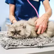 Vet Nurse's Urgent Warning: This One Common Pet Mistake Could Be Fatal