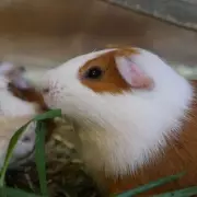 Vet's Essential Autumn Pet Care Guide: 5 Crucial Tips to Protect Your Pet This Season