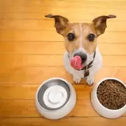 Vets Issue Urgent Warning: Are You Overfeeding Your Dog? The Shocking Truth About 'Innocent' Treats