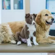 Vet's Urgent Warning: 5 Popular Dog Breeds Facing Serious Health Crises