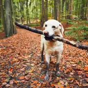 Vet's Urgent Warning: This Popular Dog Treat Could Be Deadly For Your Pet