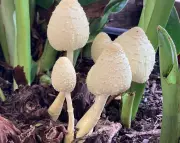 Why Finding Mushrooms in Your Houseplant is Actually a Good Sign | Houseplant Clinic