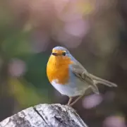 Why Robins Adore Your Garden: The Surprising Secrets to Attracting Britain's Favourite Bird