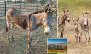 Wild Donkeys Targeted in Bizarre Arrow Attacks Across Los Angeles | Animal Cruelty Probe Launched