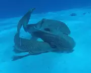 World First: Leopard Sharks' Mating 'Threesome' Filmed in Historic Breakthrough