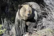 Yellowstone National Park Bear Attack: Hiker Mauled to Death in Grisly Encounter