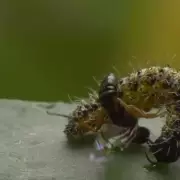 Zombie Wasps Nightmare: Scientists Discover New Species That Turns Spiders Into Undead Slaves