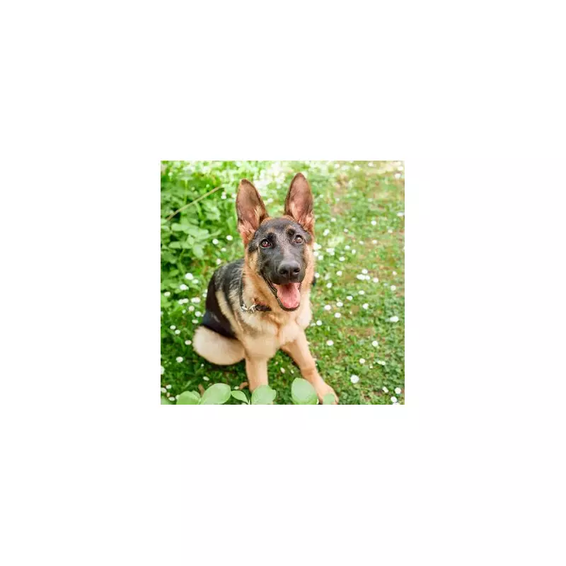 5 Popular Dog Breeds With Hidden Behavioural Challenges Every Owner Should Know