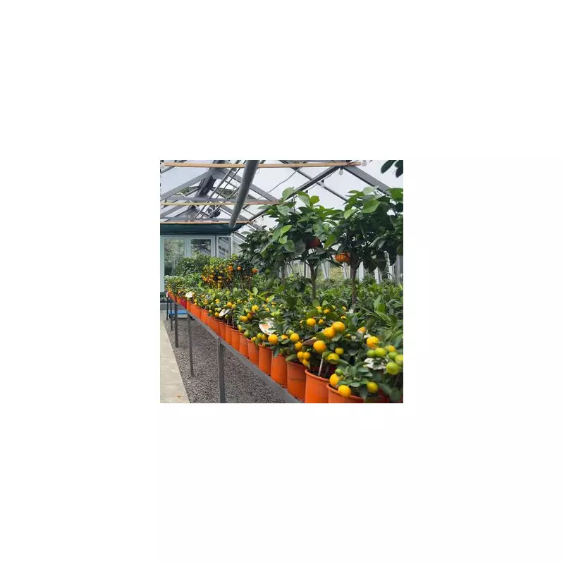 5 Stunning Trees You Can Grow in Pots - Transform Your Patio Today!