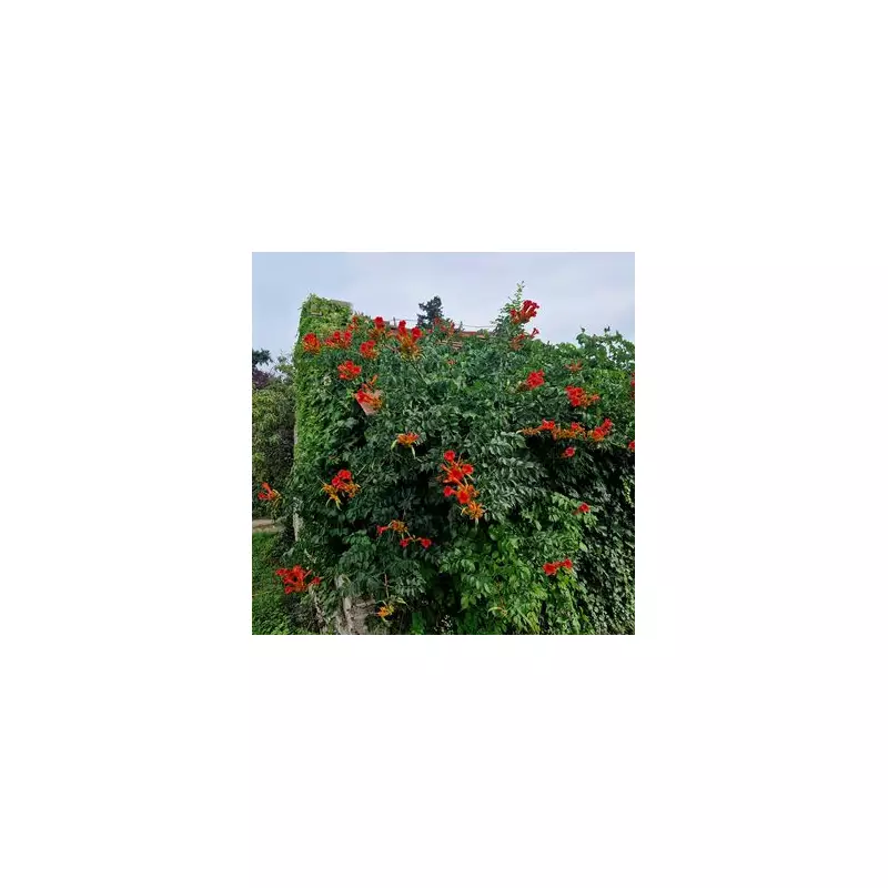 7 Fast-Growing Climbing Plants That Will Transform Your Garden in One Season