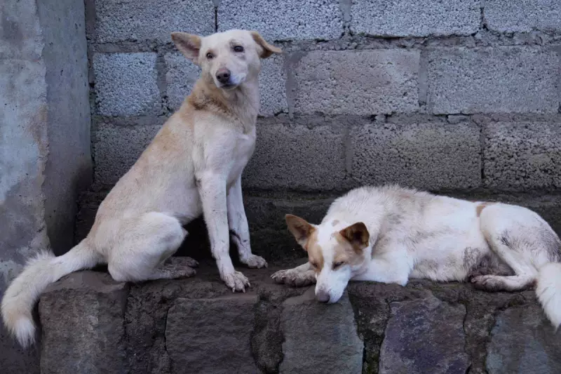Addis Ababa's Stray Dog Crisis: One Woman's Mission to Save Thousands of Canines