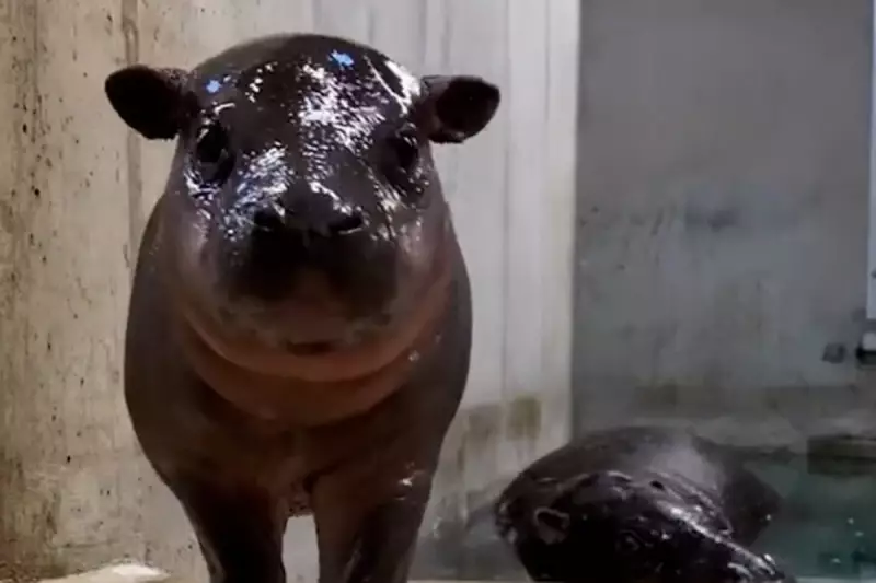 Adorable Pygmy Hippo Calf Makes Splashing Debut at Michigan Zoo