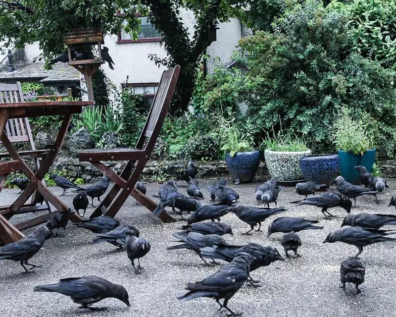 An Unlikely Bond: How I Became the Chosen One for My Local Jackdaw Flock