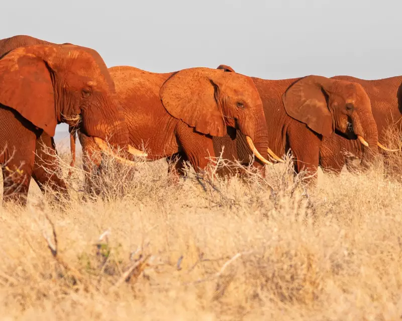Ancient Elephant Highways Blocked: How Lost Migration Routes Are Fueling Africa's Human-Wildlife Crisis