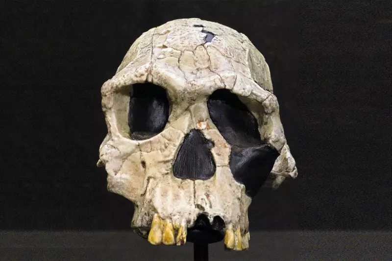 Ancient Fossil Discovery Rewrites Human Evolution: Homo Habilis and Erectus Co-Existed