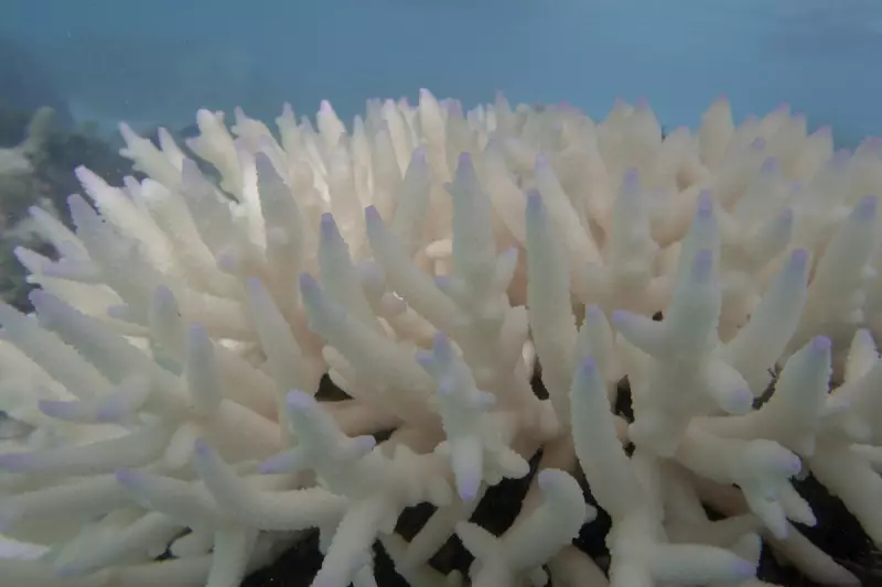 Ancient Mediterranean Coral Reef Discovery Rewrites Naples' Marine History