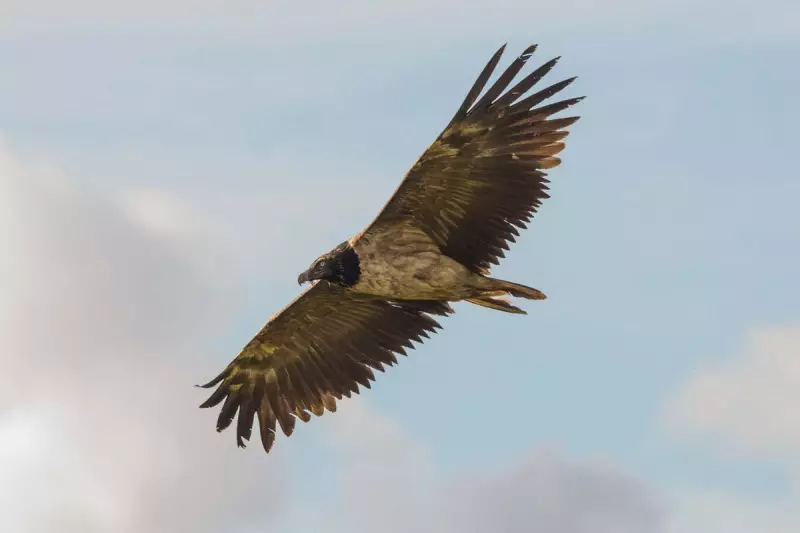 Archaeological Goldmine: Ancient Artefacts Discovered in Welsh Vulture Nest