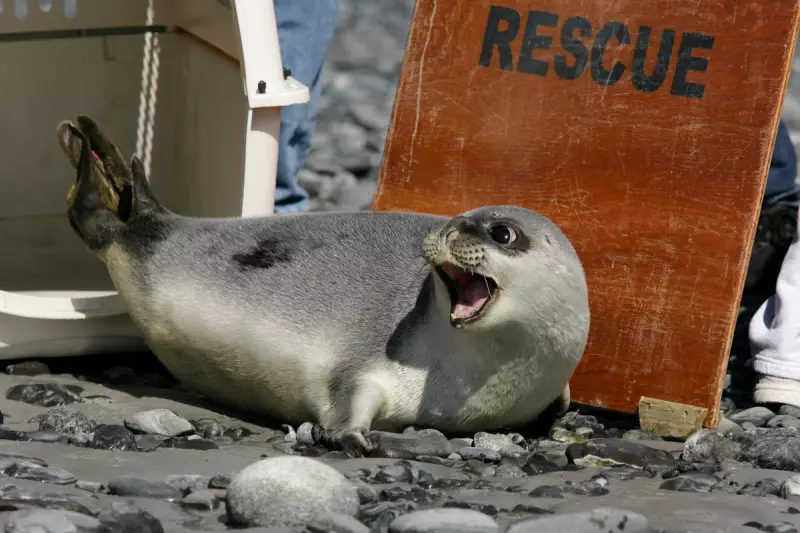 Arctic Crisis: Seal and Bird Populations Plummet as Climate Change Accelerates
