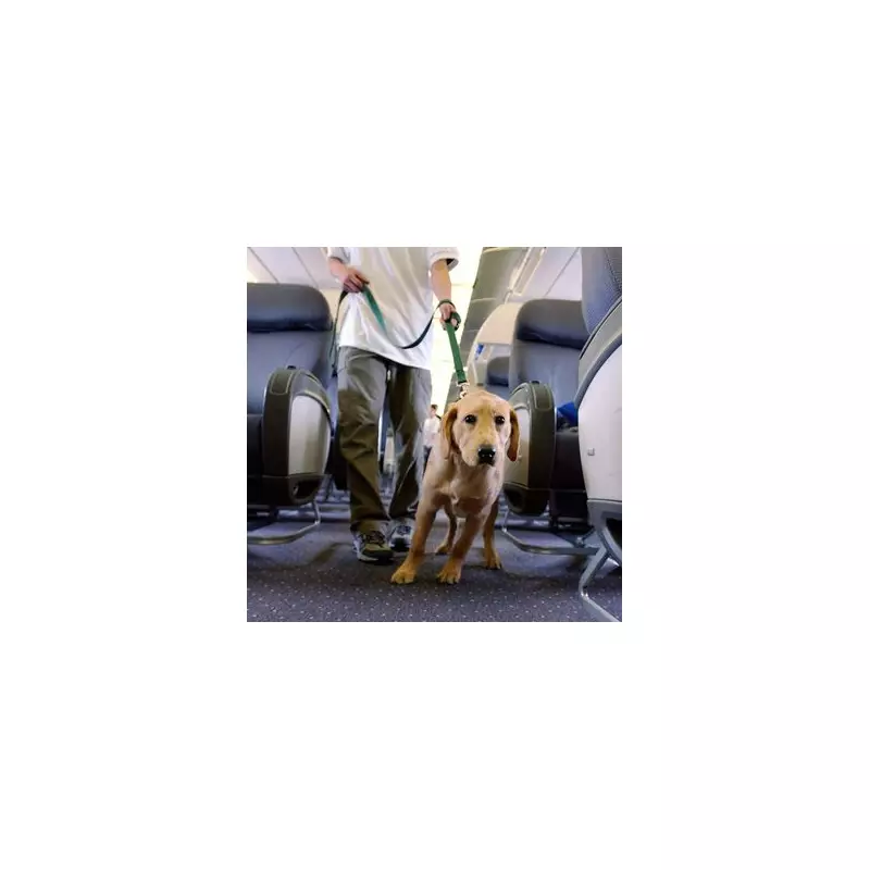 Are Airlines Treating Your Pet Like Luggage? The Shocking Truth About Animal Air Travel