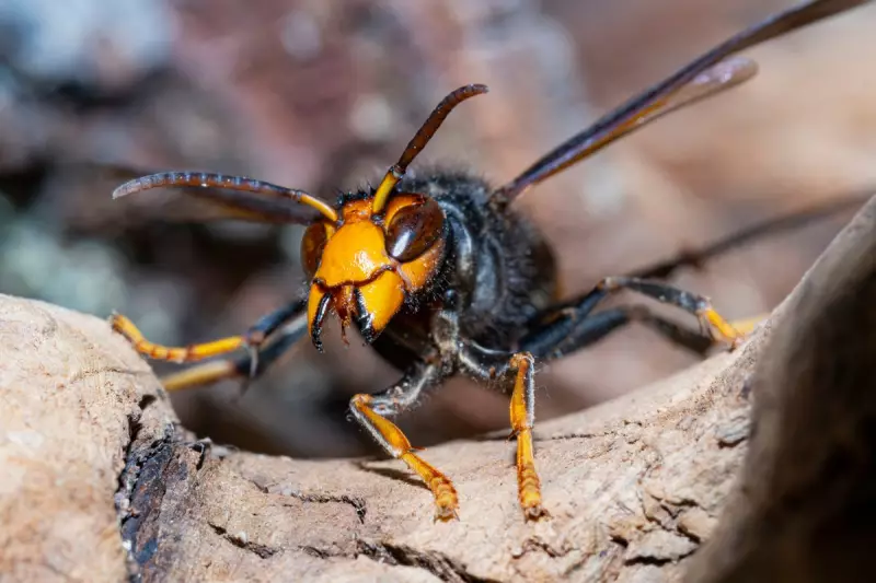 Asian Hornet Invasion: First Sighting of 'Murder Hornet' Relative Confirmed in Northern Ireland