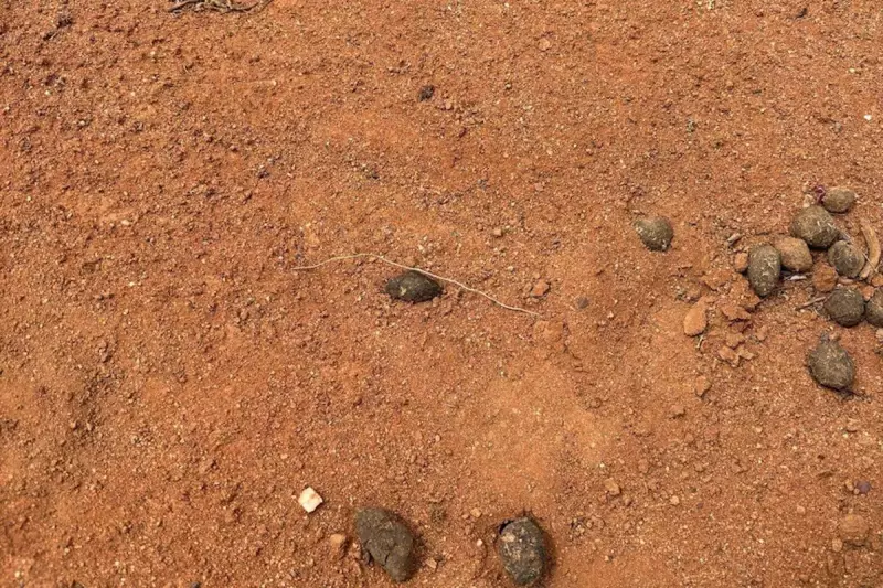 Australian Outback Miracle: Pensioner Gus Lamont Found Alive After Three Weeks in Wilderness