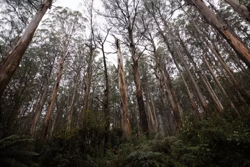 Australia's Biodiversity Crisis: Is the EPBC Act Failing Our Natural Heritage?