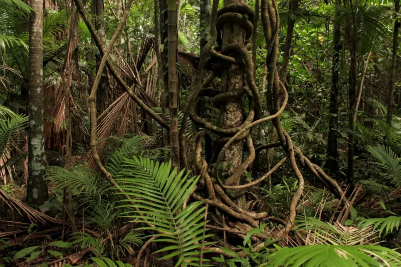 Australia's Rainforests Shift from Carbon Sink to Climate Threat in Alarming Reversal
