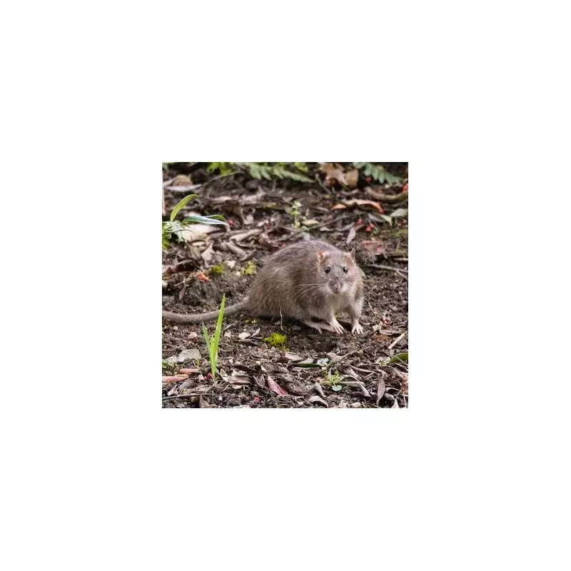 Autumn Rodent Invasion: Why Rats and Mice Are Fleeing to UK Gardens Now