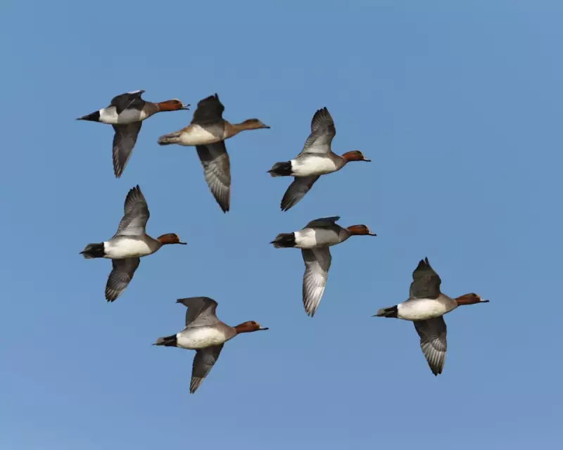 Autumn's Aerial Spectacle: Witness the Mesmerising Mass Migration Over British Skies