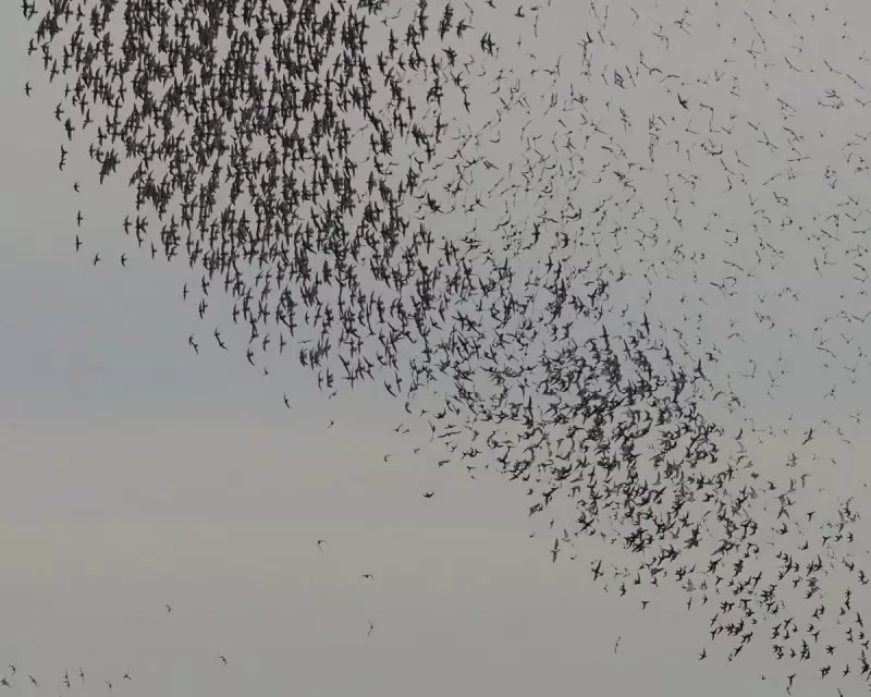 Autumn's Salty Symphony: The Mesmerising Dance of Waders on the UK Coast