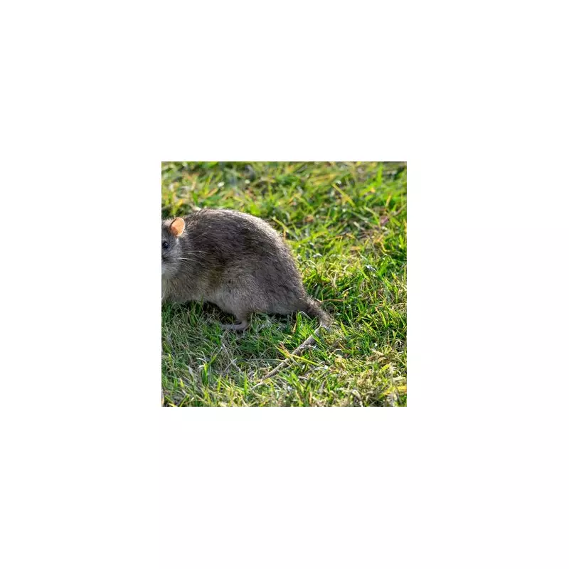 Banish Rats From Your Home Forever With This Simple Kitchen Ingredient