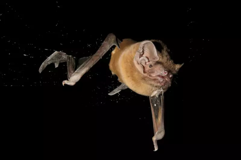 Bats Revealed as Surprising Bird Predators in Groundbreaking UK Study