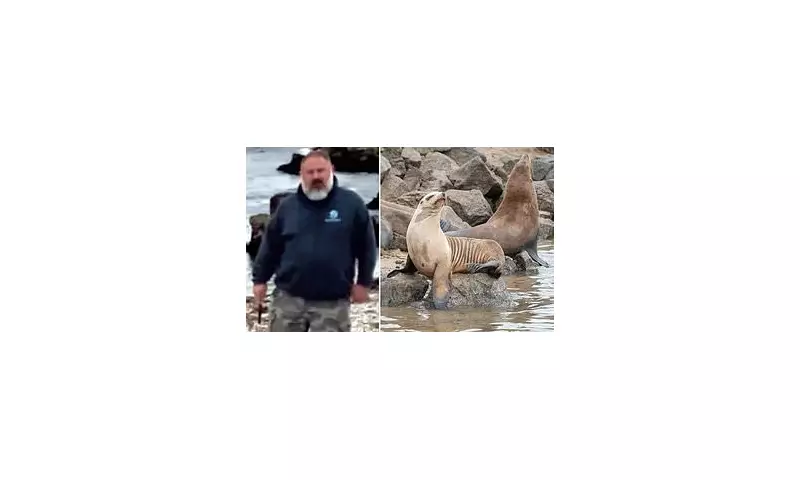 Beachgoers Flee in Terror as Aggressive Sea Lion Charges California Shoreline
