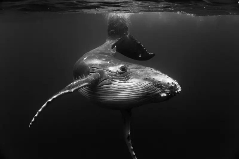 Beneath the Surface: Stunning Humpback Whale Portraits Reveal Ocean Giants' Hidden World
