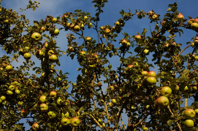 Beyond Apple Pie: Savoury Recipes to Rescue Your Glut of British Apples